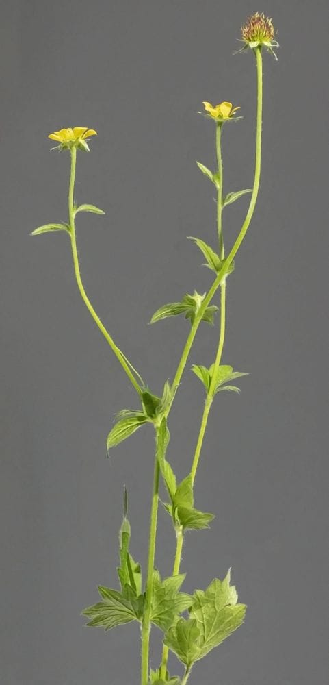 Geum urbanum